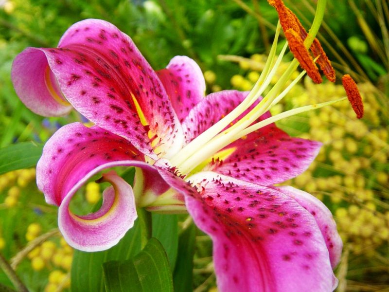 Flores para a Estação