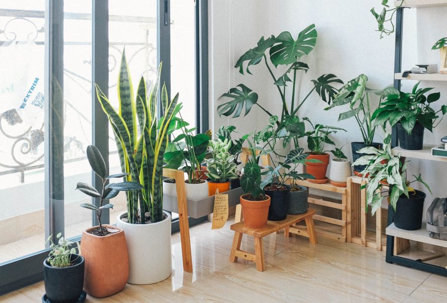 Natureza dentro de casa: ideias para incluir as plantas na decoração