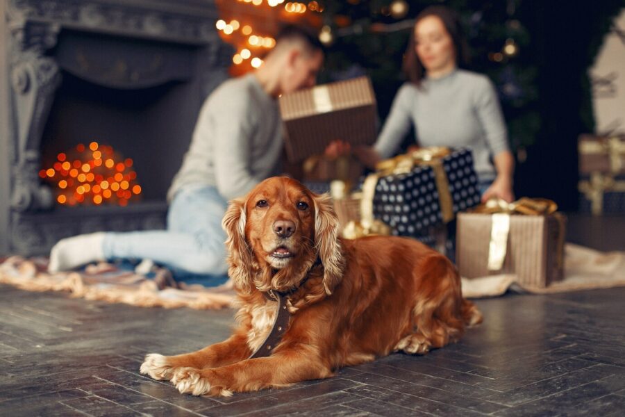 Cuidados essenciais com seu pet nas festas de fim de ano